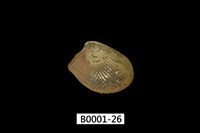 藏品(銀錦蛤)的圖片